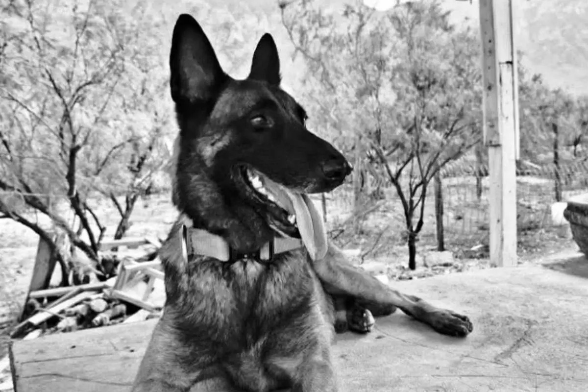 Protección Civil NL despide con homenaje al perrito rescatista Odín. Foto: PCNL