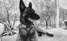 Despiden a Odín, perrito de la manada K9 de Protección Civil Nuevo León