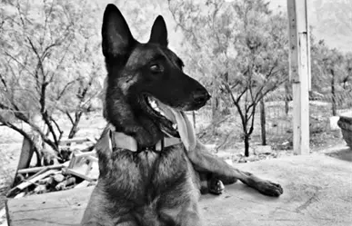 Despiden a Odín, perrito de la manada K9 de Protección Civil Nuevo León