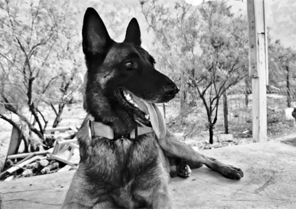 Despiden a Odín, perrito de la manada K9 de Protección Civil Nuevo León