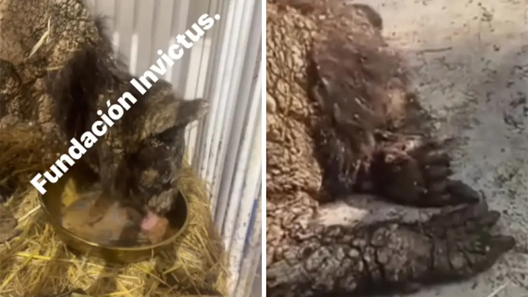 ¡Mina renace! La osa que conmovió a México empieza a sanar I VIDEO