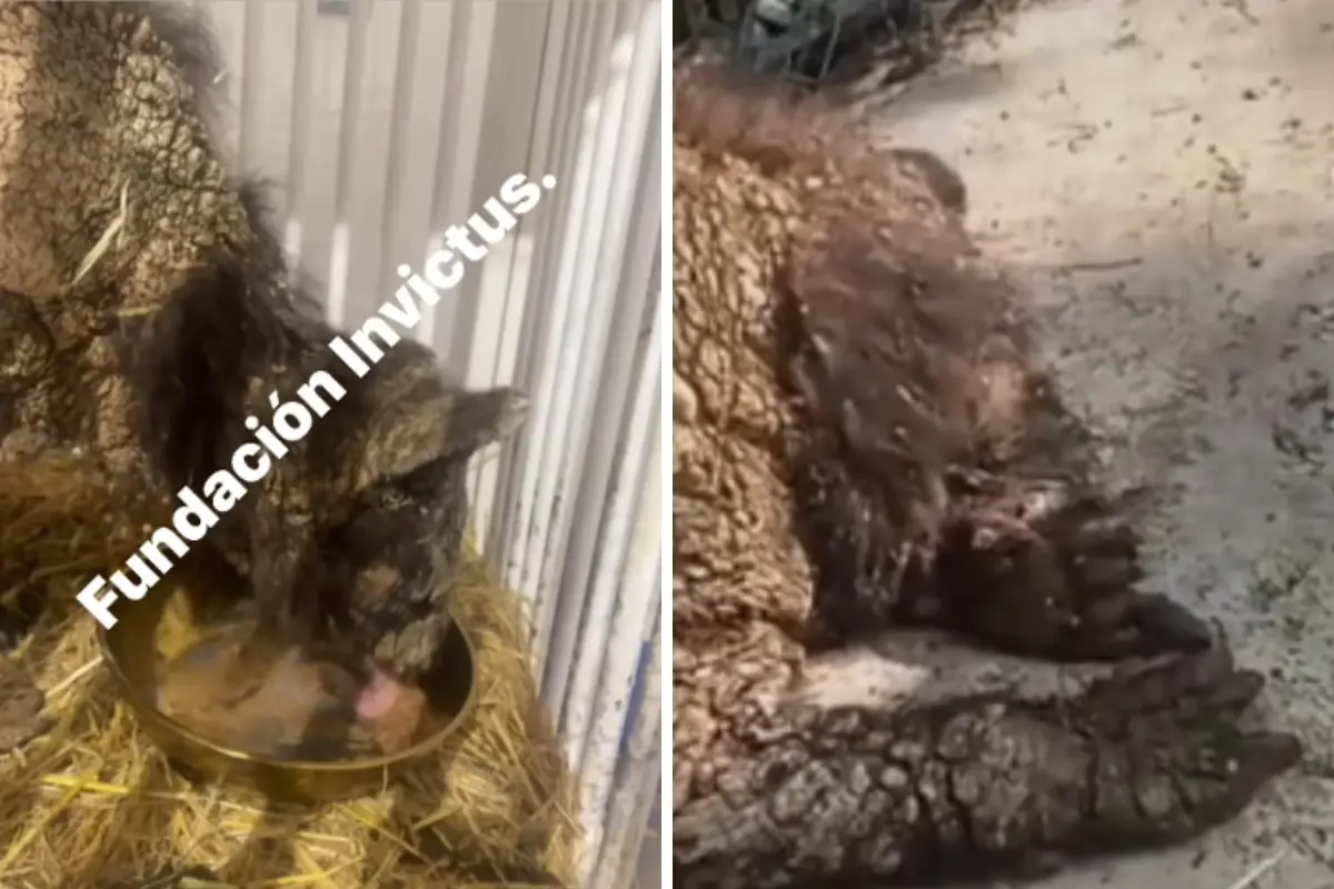 Osa Mina, rescatada por PROFEPA y atendida en la Fundación Invictus. Foto: Composición Canva