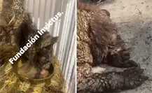 ¡Mina renace! La osa que conmovió a México empieza a sanar I VIDEO