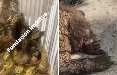 ¡Mina renace! La osa que conmovió a México empieza a sanar I VIDEO