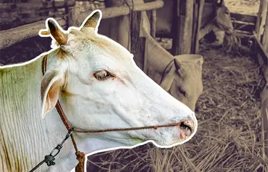 Se reporta un nuevo caso de gusano barrenador; ahora enciende alertas en Montemorelos