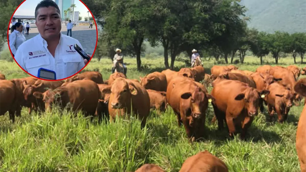 Preocupa a Tamaulipas la posible propagación del gusano barrenador en ganado