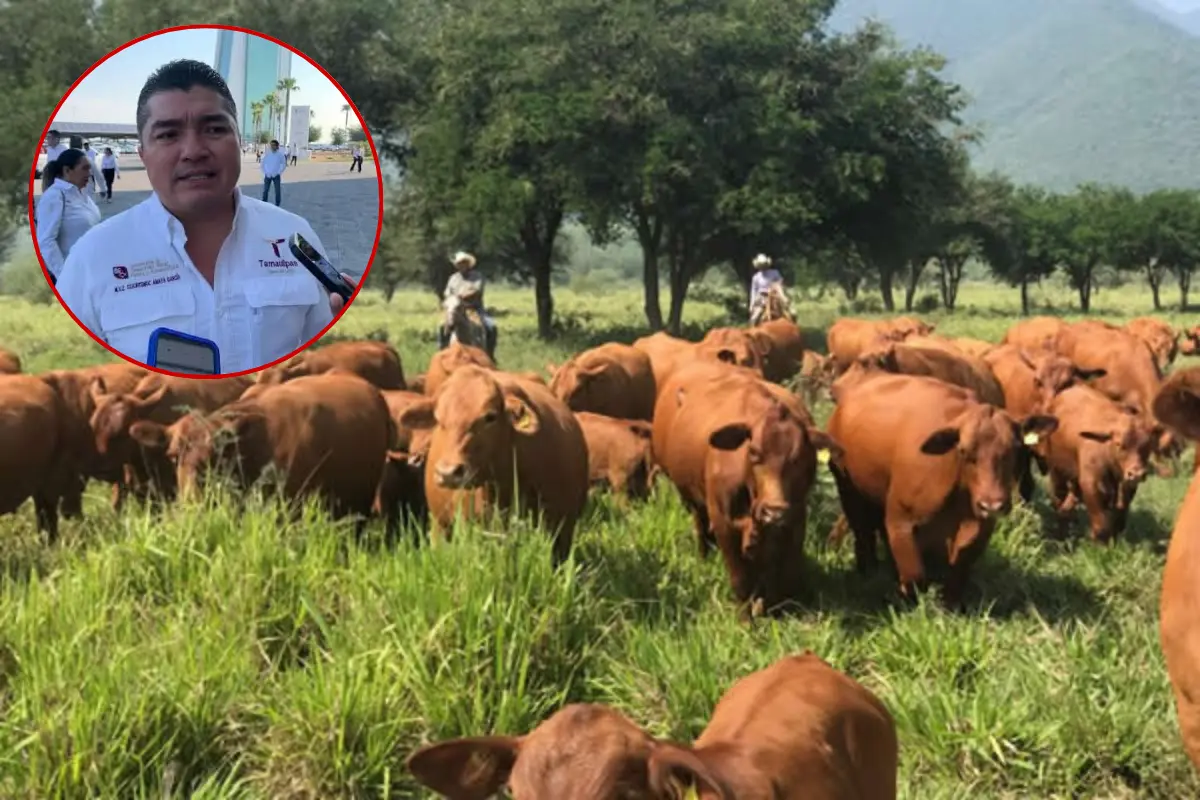 El subsecretario, Cuauhtémoc Amaya García, explicó que por instrucciones del gobernador Américo Villarreal se decidió cerrar el tránsito de ganado proveniente del sur del país. Foto: Posta Tamaulipas