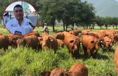 Preocupa a Tamaulipas la posible propagación del gusano barrenador en ganado