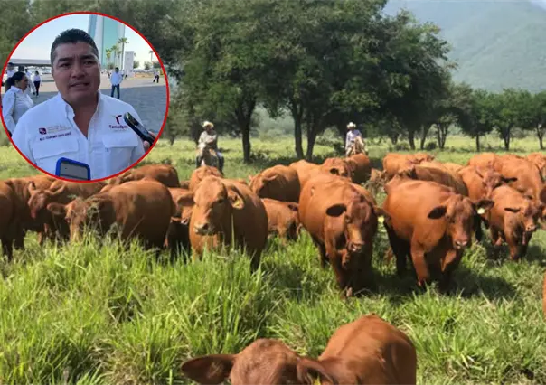 Preocupa a Tamaulipas la posible propagación del gusano barrenador en ganado