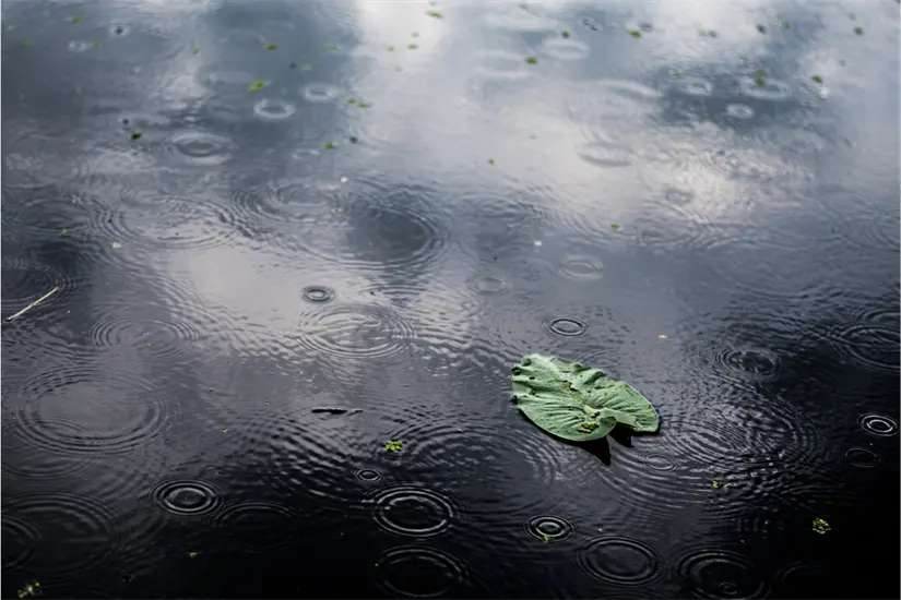 La mayor cantidad de lluvias se registrará en la zona centro, cañera y sur de Tamaulipas. Foto: Freepik
