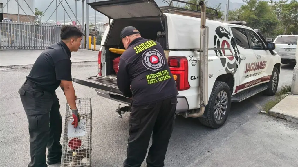 Jaguares de Protección Civil rescatan a un coatí dentro de empresa en Santa Catarina