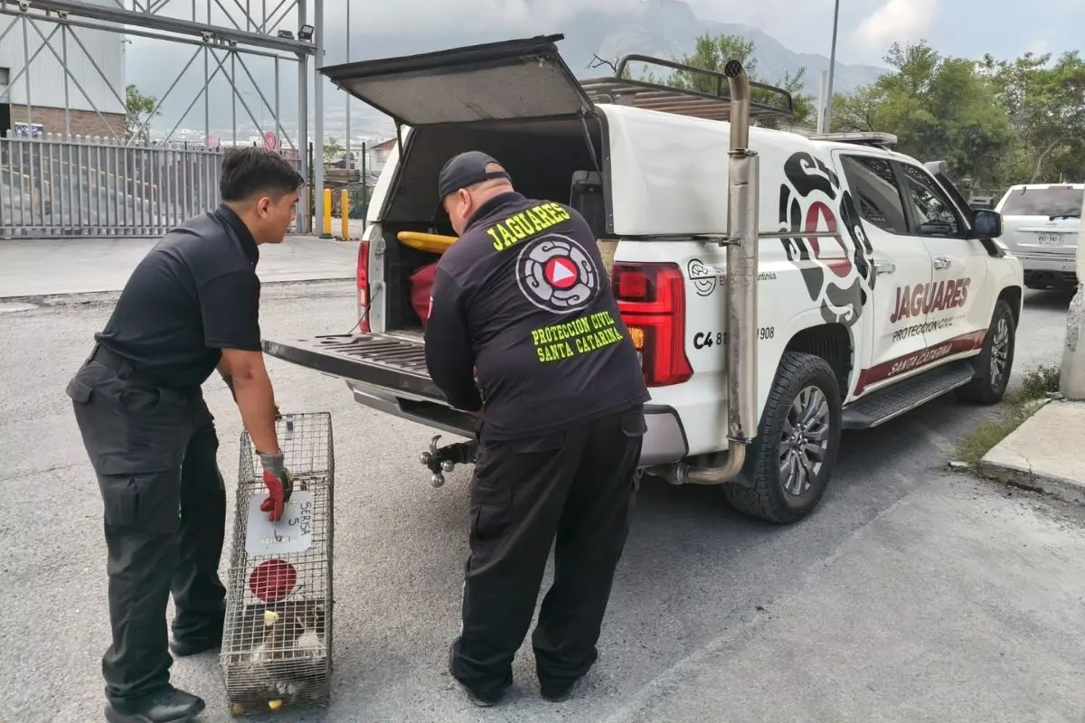 Elementos de Protección Civil de Santa Catarina llevaron a cabo el rescate de un ejemplar de coatí. Foto: PC Santa Catarina
