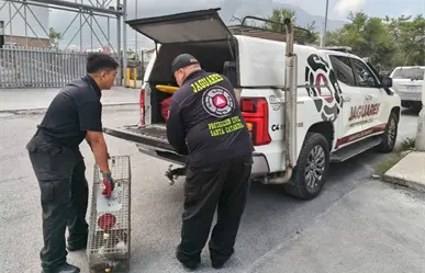Jaguares de Protección Civil rescatan a un coatí dentro de empresa en Santa Catarina