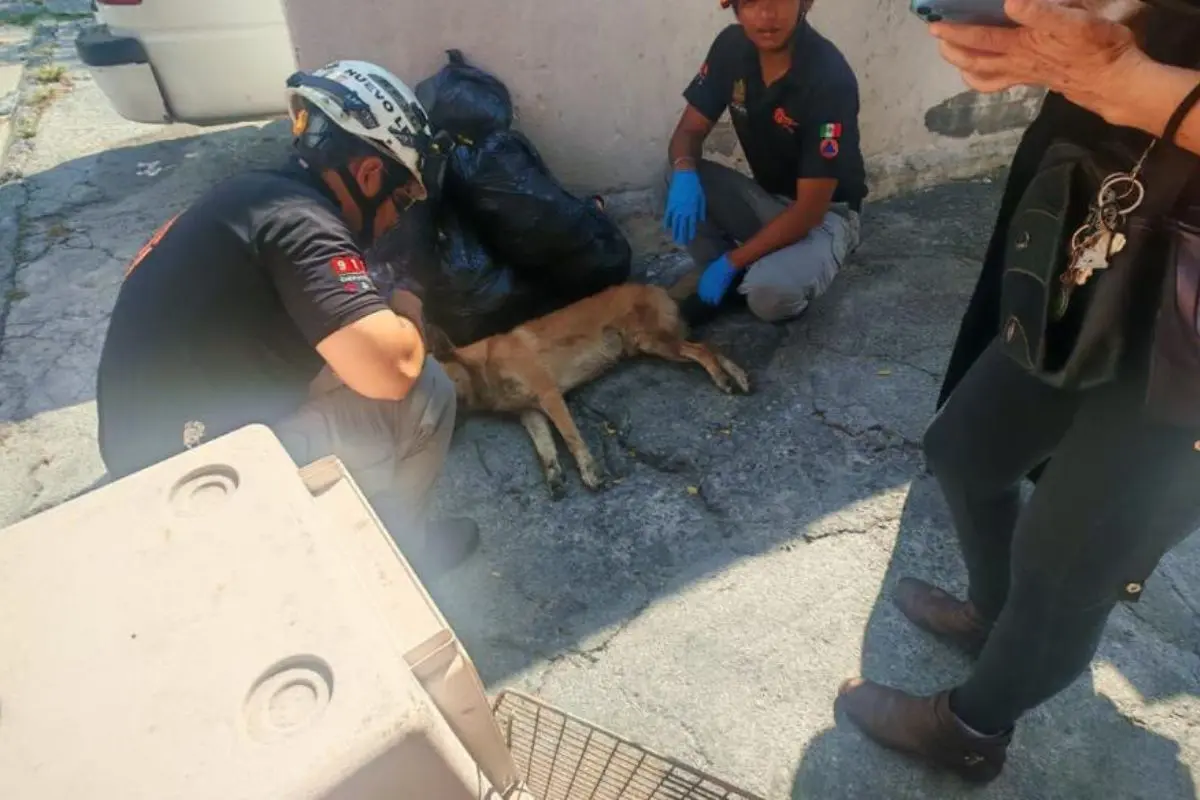 Elementos de la Protección Civil de Nuevo León realizaron el rescate de un perro. Foto: PCNL