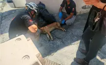 Rescatan a perro lastimado tras ser atropellado en la vía pública en Monterrey