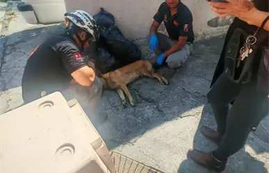 Rescatan a perro lastimado tras ser atropellado en la vía pública en Monterrey