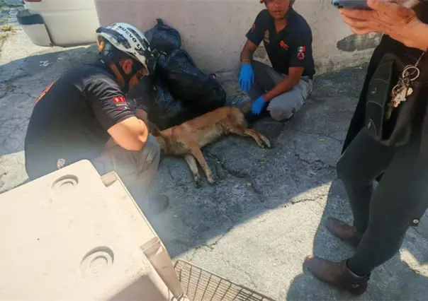 Rescatan a perro lastimado tras ser atropellado en la vía pública en Monterrey