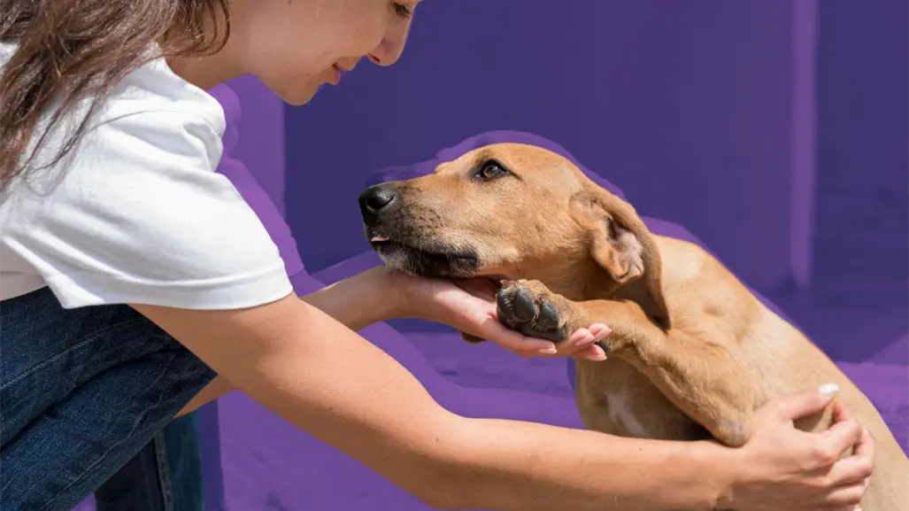 Gobierno de Zuazua invita a ciudadanos a la campaña de adopción canina