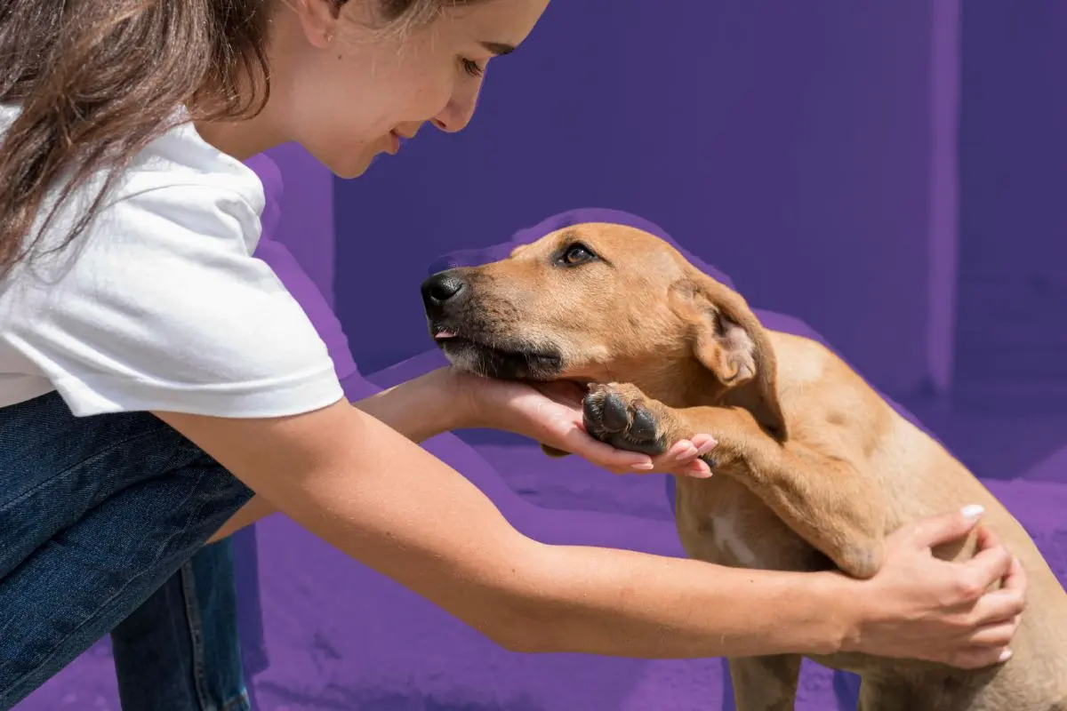 El Gobierno de Zuazua anunció a través de sus redes sociales la realización de una Campaña de Adopción Canina. Foto: CANVA