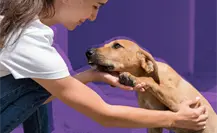 Gobierno de Zuazua invita a ciudadanos a la campaña de adopción canina