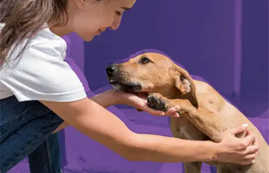 Gobierno de Zuazua invita a ciudadanos a la campaña de adopción canina