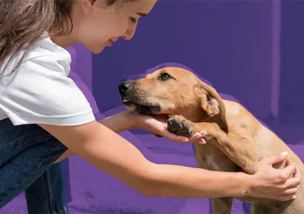 Gobierno de Zuazua invita a ciudadanos a la campaña de adopción canina