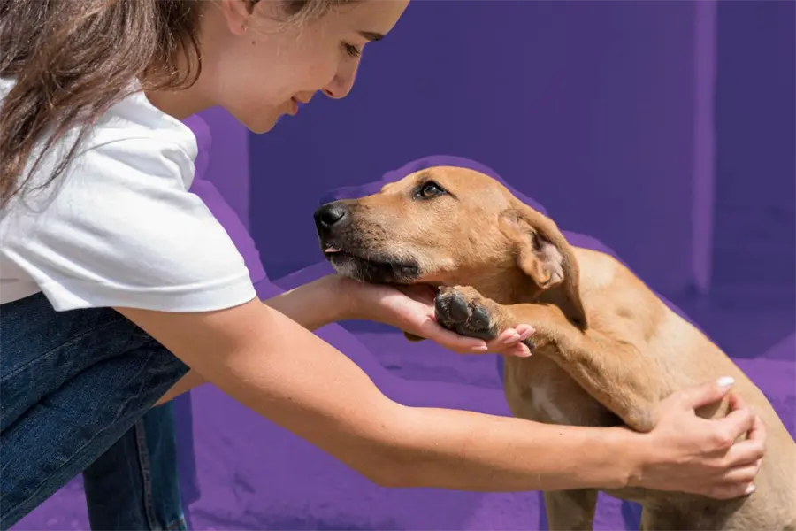Gobierno de Zuazua invita a ciudadanos a la campaña de adopción canina