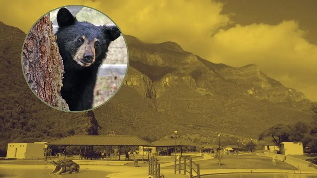 VIDEO | Familia vive encuentro con osos en parque Boca de Leones en Bustamante