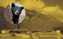 VIDEO | Familia vive encuentro con osos en parque Boca de Leones en Bustamante