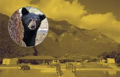 VIDEO | Familia vive encuentro con osos en parque Boca de Leones en Bustamante