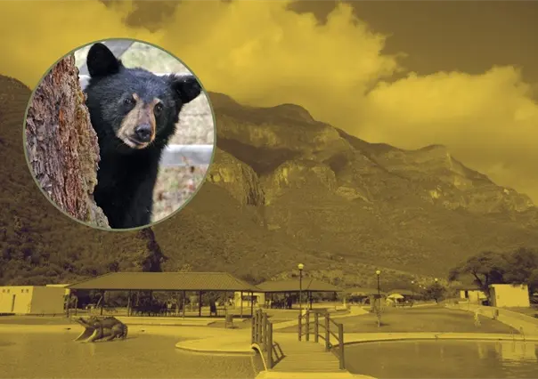 VIDEO | Familia vive encuentro con osos en parque Boca de Leones en Bustamante