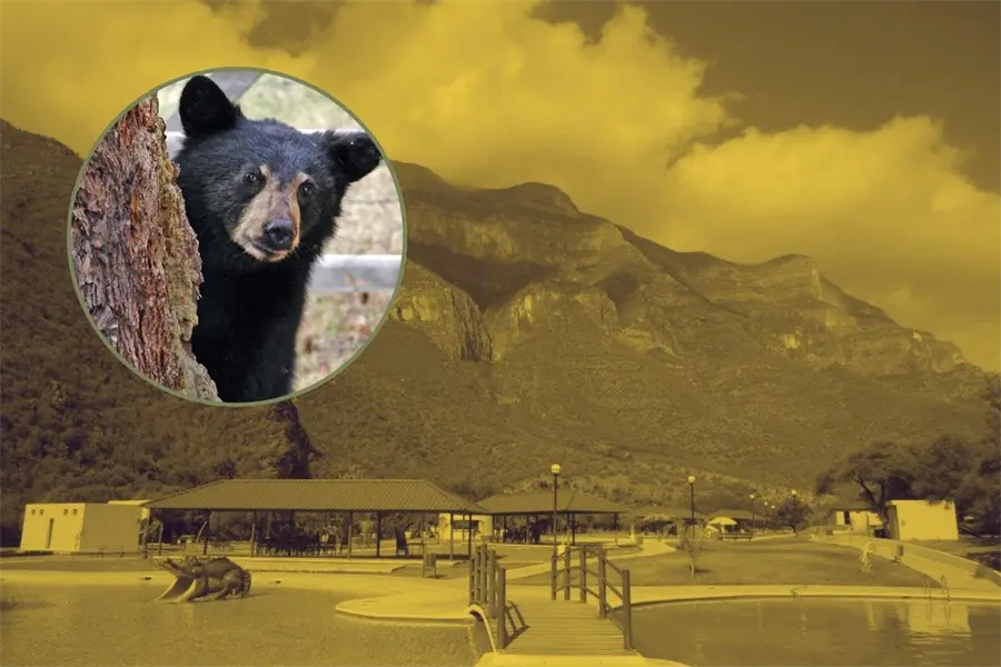 VIDEO | Familia vive encuentro con osos en parque Boca de Leones en Bustamante