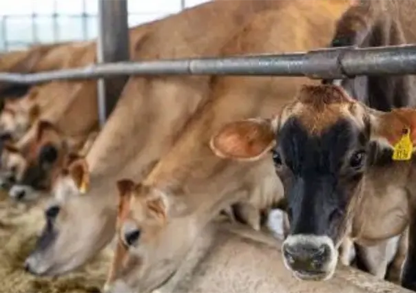 Nuevo caso de gusano barrenador en México preocupa a ganaderos de Durango