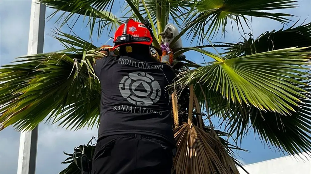 ¡Misión felina cumplida! Jaguares de Protección Civil rescatan a un gatito atrapado en una palmera