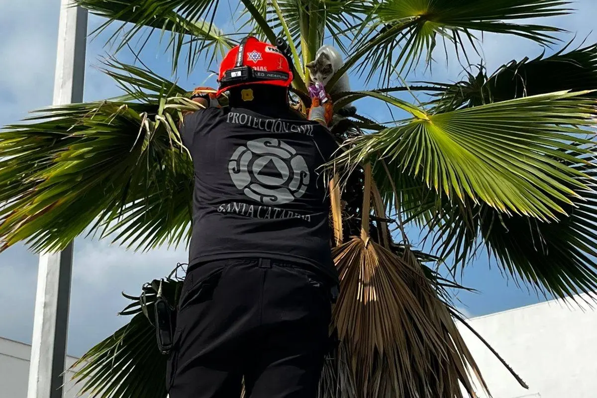 Rescate de un gato en una palmera. Foto: Protección Civil Santa Catarina