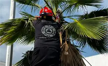 ¡Misión felina cumplida! Jaguares de Protección Civil rescatan a un gatito atrapado en una palmera