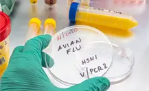 Descartan alerta sanitaria en Tamaulipas por gripe aviar