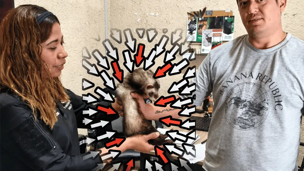 ¡Franky regresa a casa! Hurón rescatado en Santa Catarina es entregado a su familia