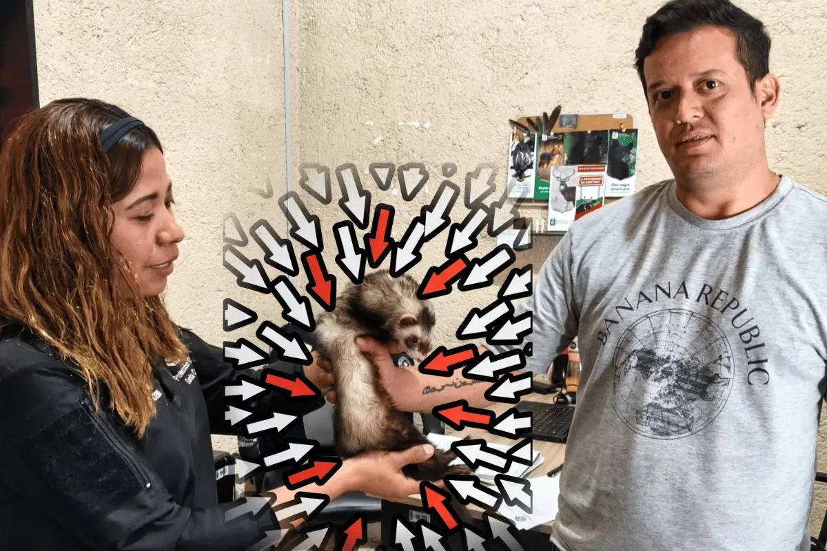 Rescatan a hurón extraviado en Santa Catarina y ya está con su familia. Foto: Canva.