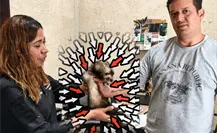 ¡Franky regresa a casa! Hurón rescatado en Santa Catarina es entregado a su familia