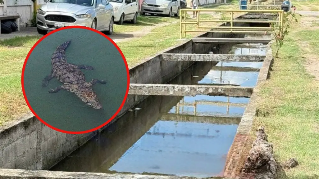 Cocodrilo acaba con la vida de perros y gatos en esta colonia de Ciudad Madero
