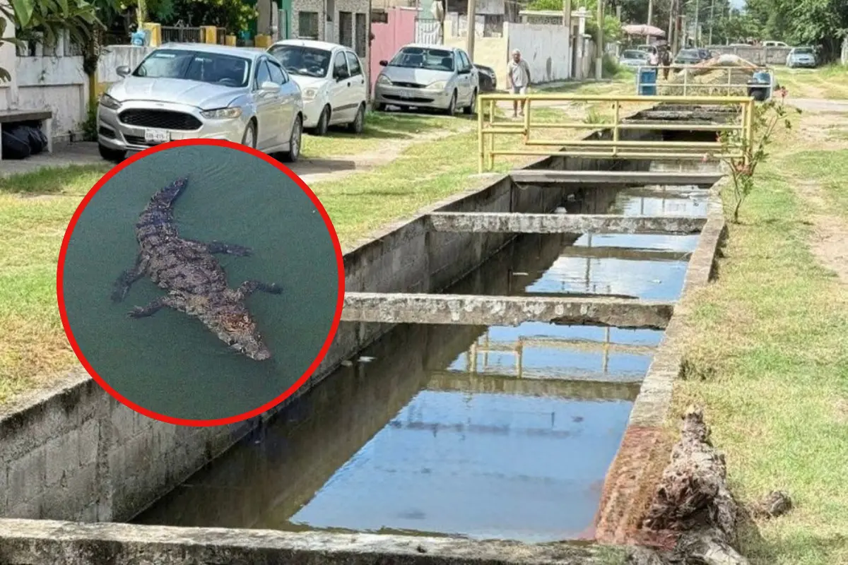 El avistamiento del cocodrilo es muy frecuente en esta zona de Madero, vecinos piden mayor seguridad | Foto: Axel Hassel