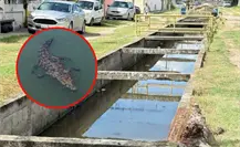 Cocodrilo acaba con la vida de perros y gatos en esta colonia de Ciudad Madero Cocodrilo acaba con la vida de perros y gatos en esta colonia de Ciudad Madero