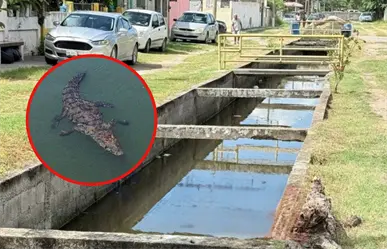 Cocodrilo acaba con la vida de perros y gatos en esta colonia de Ciudad Madero