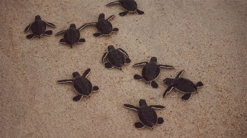 Profepa asegura más de 2 mil tortugas y productos marinos protegidos