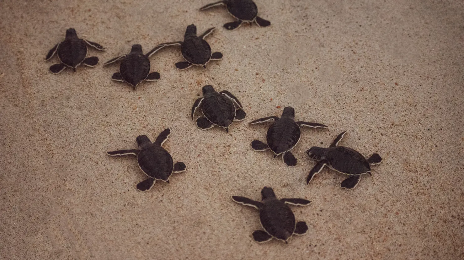 Profepa asegura más de 2 mil tortugas y productos marinos protegidos. Foto: X (@PROFEPA_Mx)