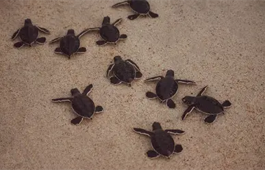 Profepa asegura más de 2 mil tortugas y productos marinos protegidos