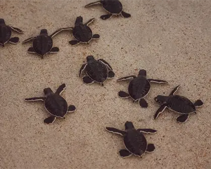 Profepa asegura más de 2 mil tortugas y productos marinos protegidos