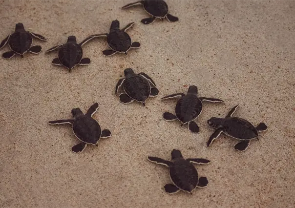 Profepa asegura más de 2 mil tortugas y productos marinos protegidos