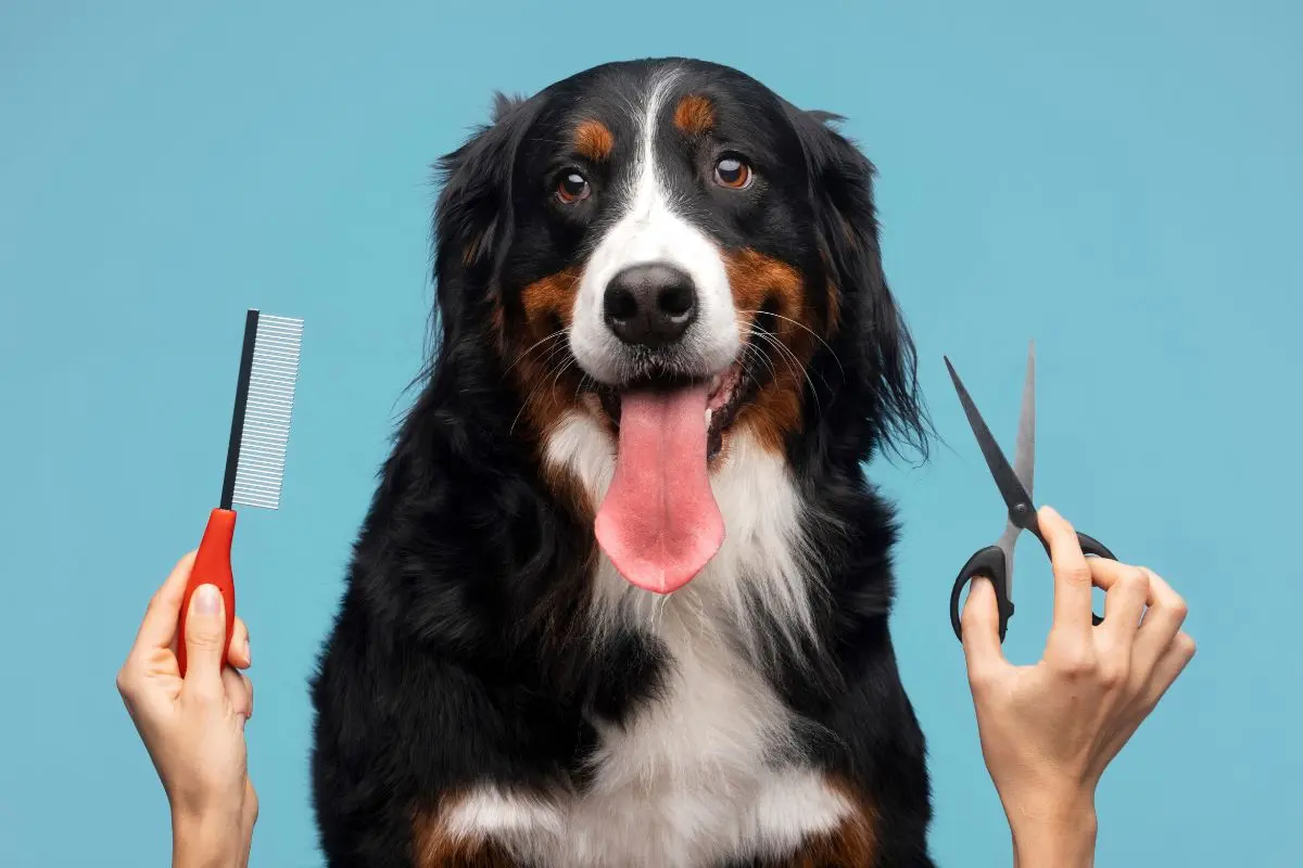 En Nuevo León, cada vez más familias optan por servicios de estética canina móvil. Foto: CANVA